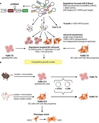 Degradome-focused RNA interference screens to identify proteases important for breast cancer cell growth